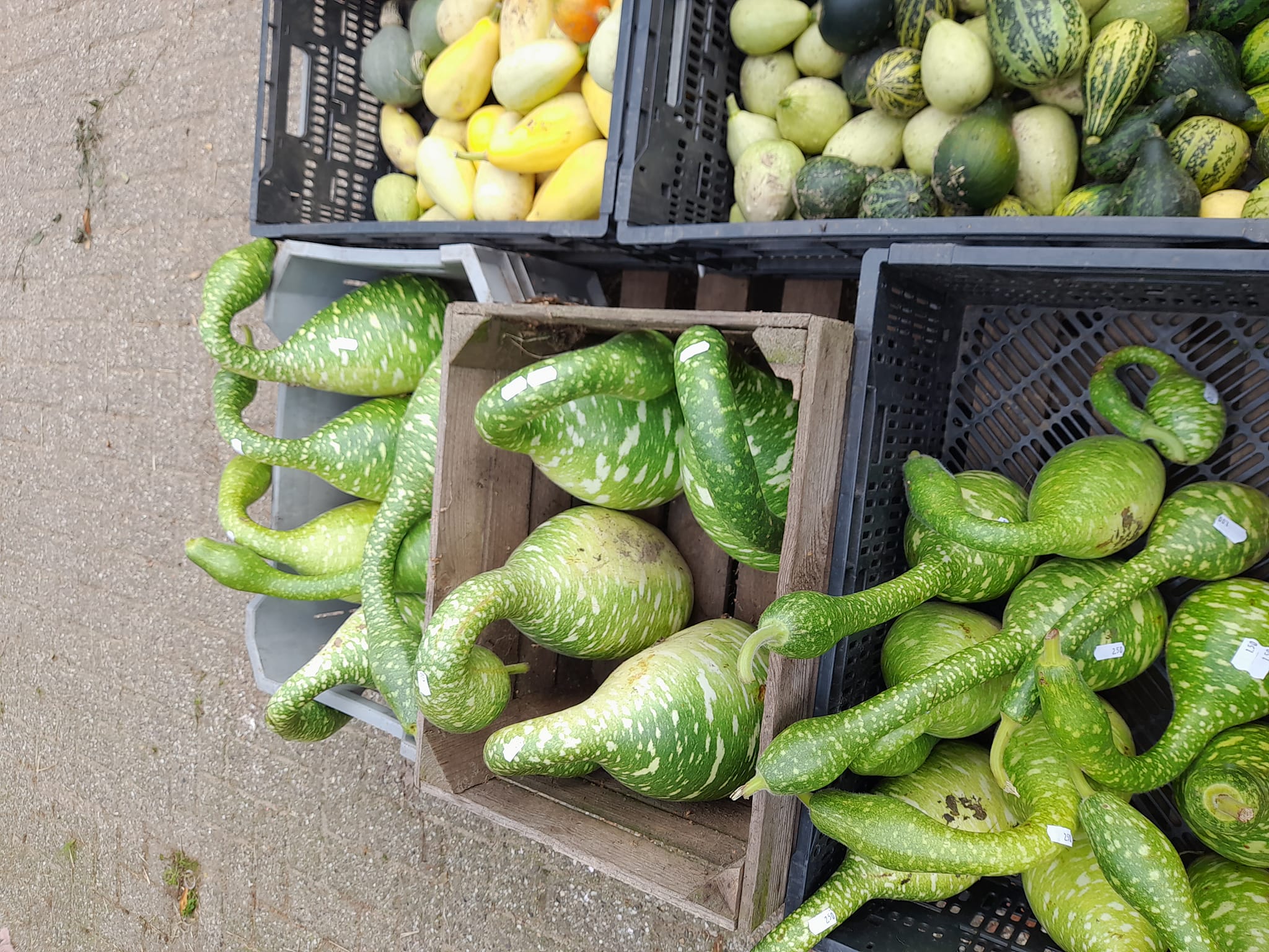 Pompoenen en Kalebassen